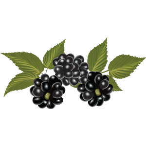 Blackberry PNG-26551